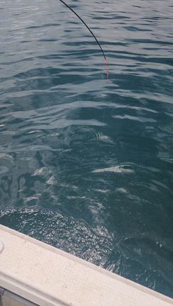 令和7年7月20日仲丸釣果の記事動画