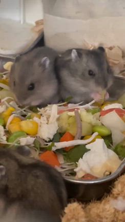 子ハムパニック！の記事動画