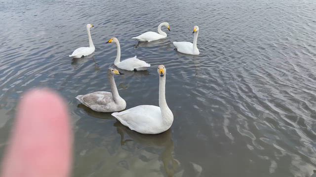 昨日はタナゴ釣りへの記事動画