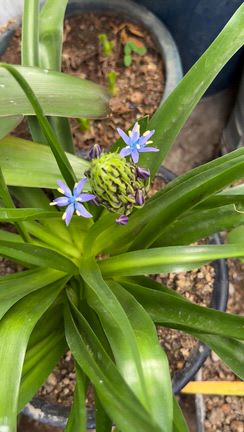 シラーの花が咲きましたの記事動画