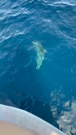 2025.10.30 第44回　今シーズンのラストはハンドウイルカの大群の記事動画