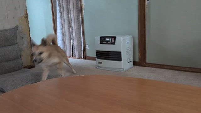 ちょっとした山へ犬散歩〜次男とラー活〜の記事動画