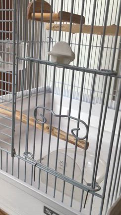 お迎え頂きました小鳥さんのご紹介 &amp; お知らせなどの記事動画