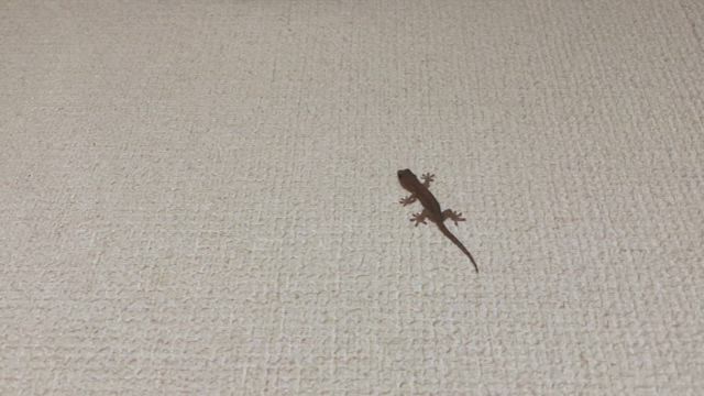 自然2024/08/20の記事動画