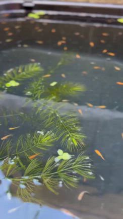 まだまだ暑いの記事動画