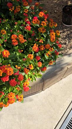 今日の運勢は❔10月13日　ラッキーカラー　ランタナ2の記事動画