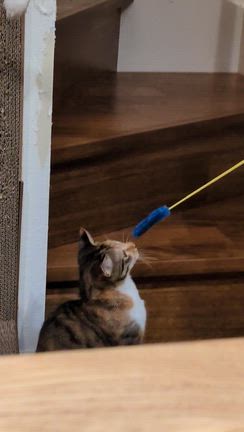 幸せ報告・大、ミィ正式譲渡の記事動画