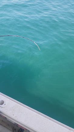 令和7年8月2日仲丸釣果の記事動画