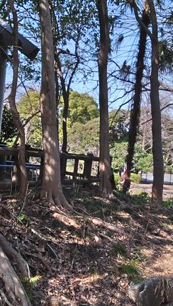 45／100  リスがいっぱいの記事動画