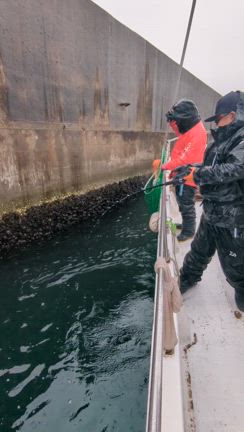 2024/03/12　ミズダコサイトフィッシングの記事動画