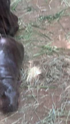 神戸どうぶつ王国へ行ってきた４の記事動画