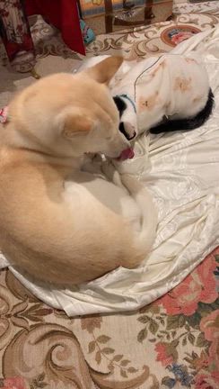 エイズ猫、ギンの体調。の記事動画