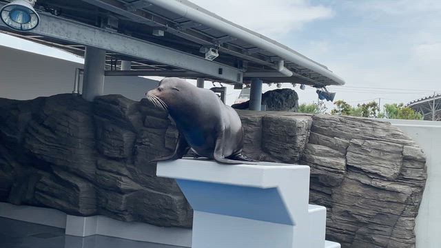 ③ 神戸須磨シーワールド  ペンギンのお散歩＆もぐもぐタイム♪の記事動画