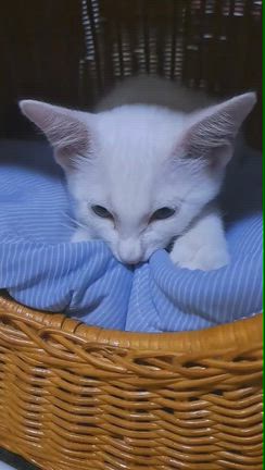 ちょこっと猫部　アメ男正式譲渡の記事動画