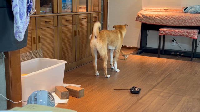 お凛と仲間たち　～ピヨピヨ´ｓの記事動画