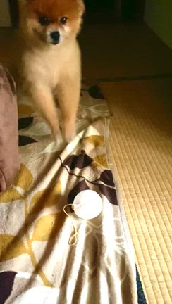 我が家の番犬の記事動画