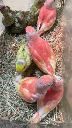 販売❣️アキクサインコ雛、マメルリハ雛♡の記事動画