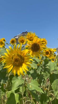 今でしょの記事動画