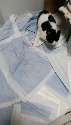 がんばれ！ぼたん20・ぐりちゃんの記事動画