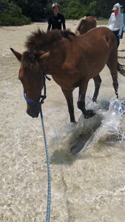 海だ！の記事動画