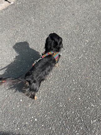 Mダックス黒蜜ちゃんの近況の記事動画