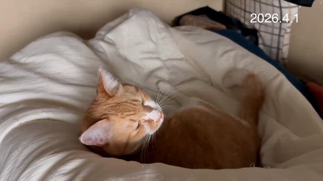 4月2日の星占いの記事動画