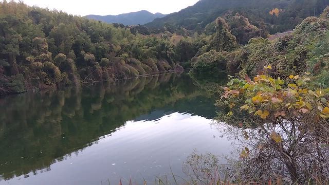 今日の野草仕事　2025/12/13の記事動画