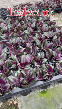 【トラディスカンティア】今こんな感じです。の記事動画