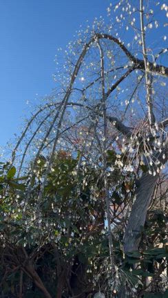 箱根ガラスの森美術館の記事動画