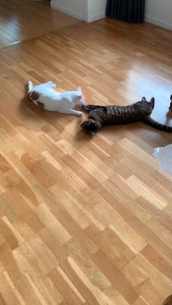 夏ちゃんの記事動画