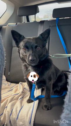 【マーケット挫折】買いもので力尽きたペンリスの記事動画