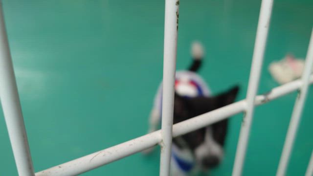 86歳の記事動画