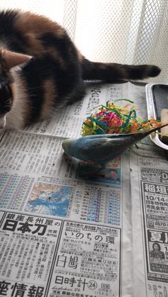 虹の橋を渡ったニャンコ2号の夢の記事動画