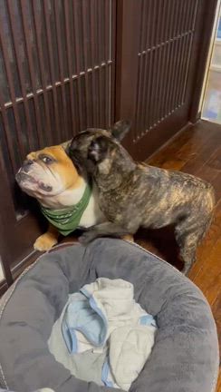 秋のパトロール٩(ˊᗜˋ*)وの記事動画