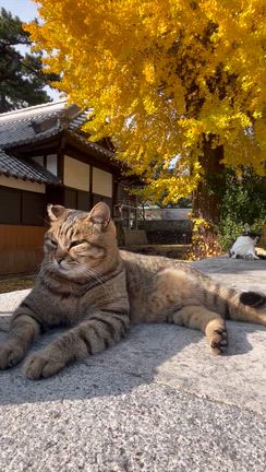 激チンの記事動画