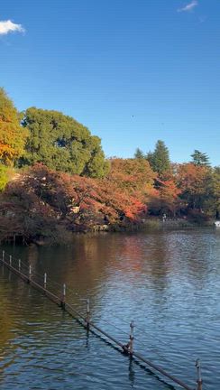 11/22～11/24の3連休におすすめ！吉祥寺・井の頭公園デートの記事動画
