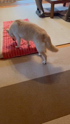 老いは突然に。の記事動画