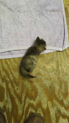 久しぶりの投稿「野良猫の子猫のこと」の記事動画