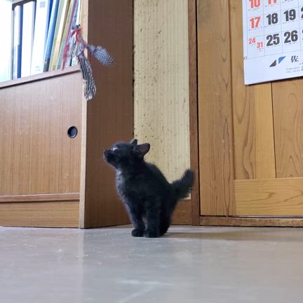 【面会予定あり！】黒ちびくん、2頭目をお考えの方にオススメです！の記事動画
