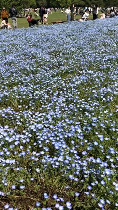 昭和記念公園のネモフィラの記事動画