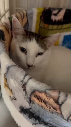 してあげられる事の記事動画