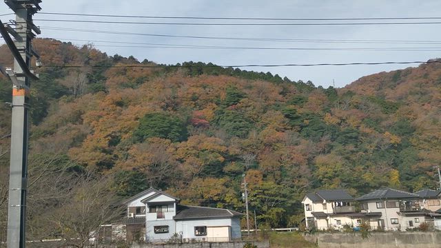 京都の紅葉 2025の記事動画