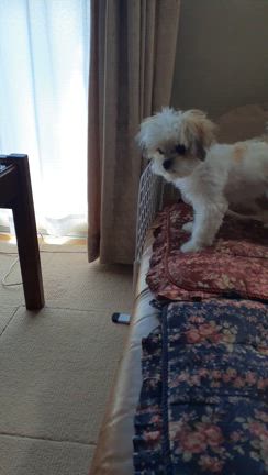 MOCOちゃん、ちょっぴり成長しました。の記事動画