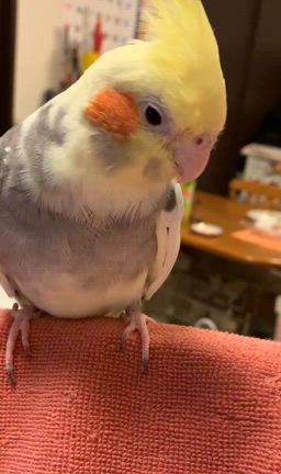 丸太渡り？の記事動画