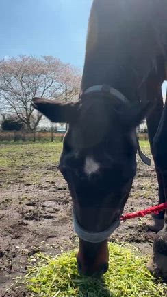 今日のツヨシの記事動画