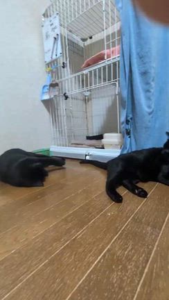 才能の宝庫！？　ねこけんの記事動画
