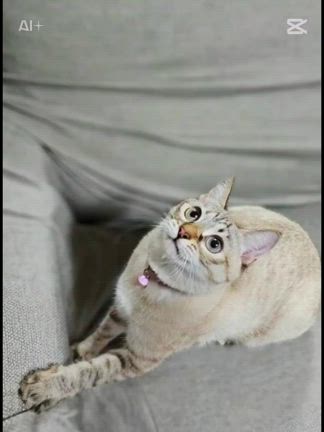 拉致られましたの記事動画