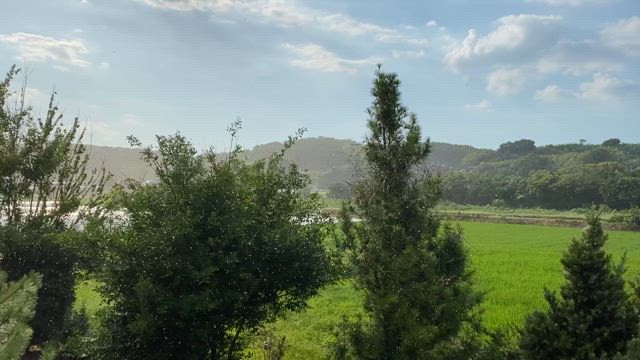 青い空と雨と風と…☆彡2025/07/24の記事動画