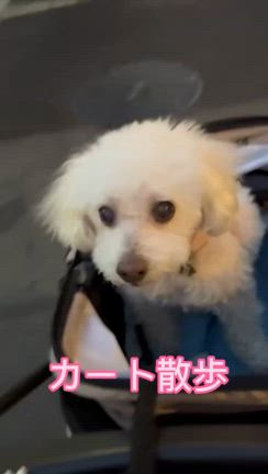 カートの散歩の記事動画