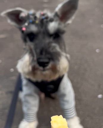 翌日もさくらんぽの記事動画